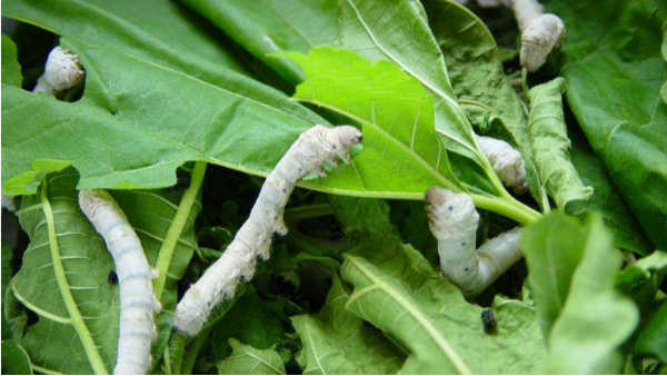 蠶室的除濕機要怎么選擇？